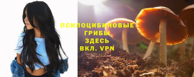 Галлюциногенные грибы Cubensis  Добрянка 